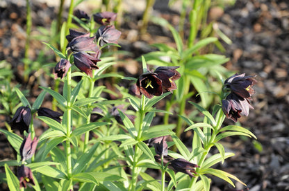 10 Chocolate Lily (Fritillaria Camschatcensis) Seeds