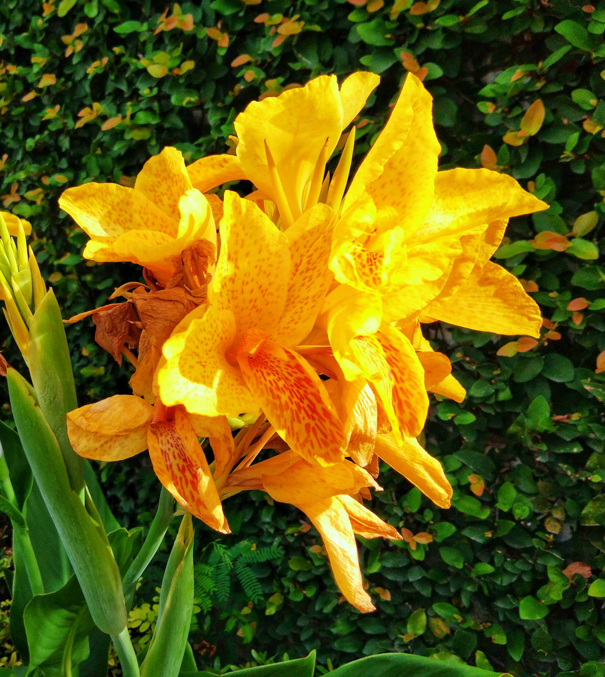 Yellow Canna Lily (Canna indica) Seeds – 5 ct