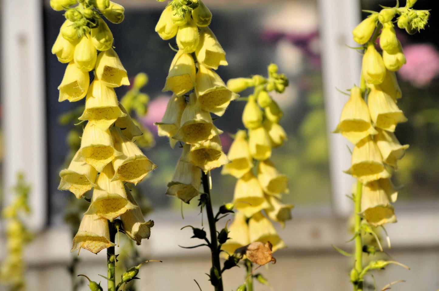 100 Yellow Foxglove (Digitalis Grandiflora) Seeds
