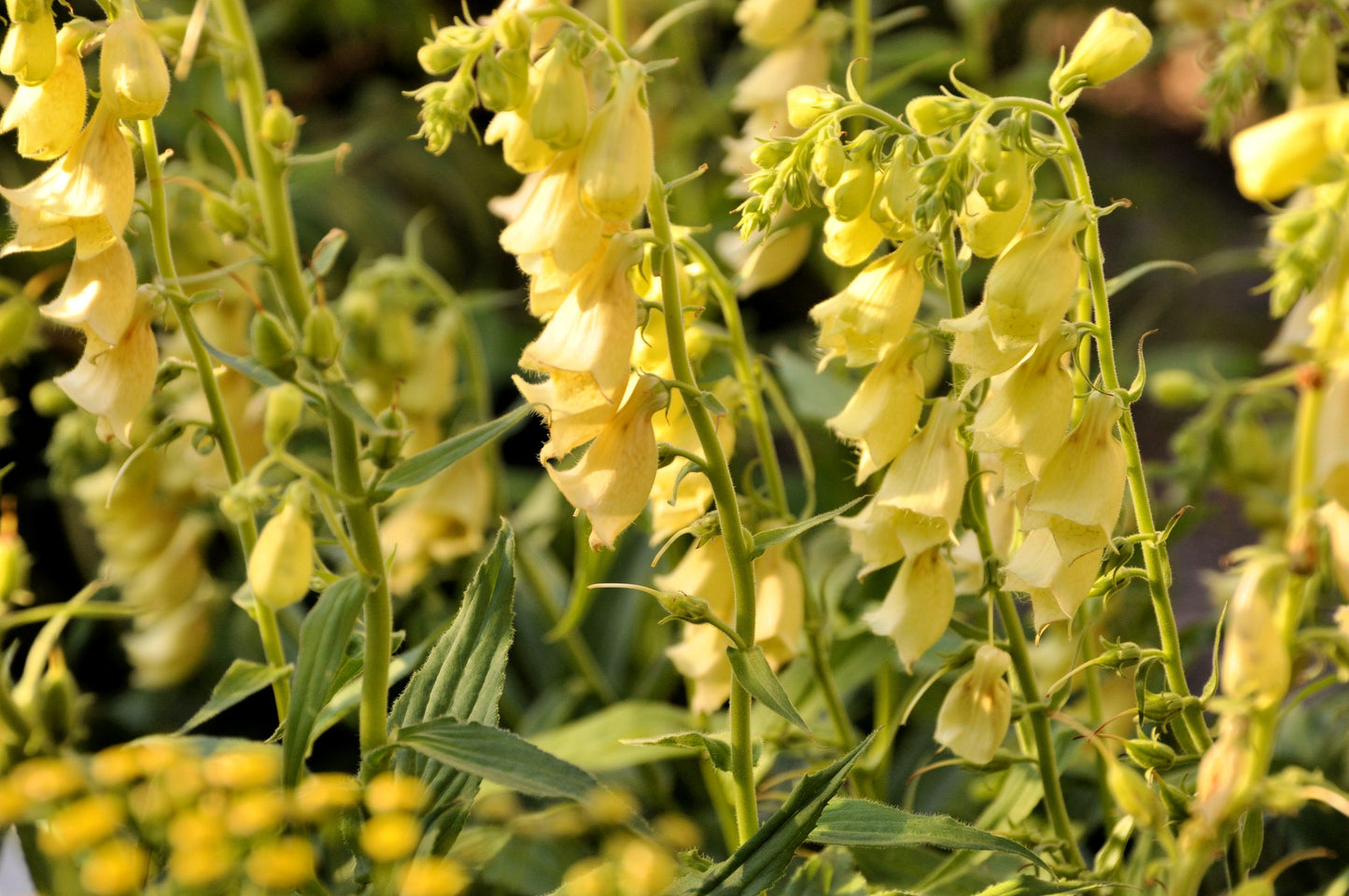 100 Yellow Foxglove (Digitalis Grandiflora) Seeds