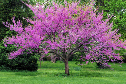 Giant Redbud (Cercis gigantea) Seeds – 40 ct