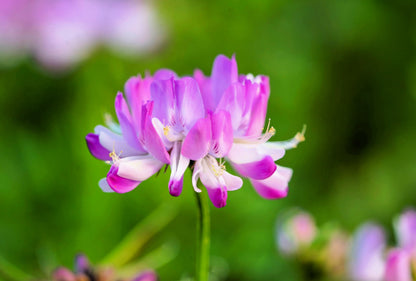 50 Milk Vetch/ Astragalus (Astragalus Sinicus) Seeds