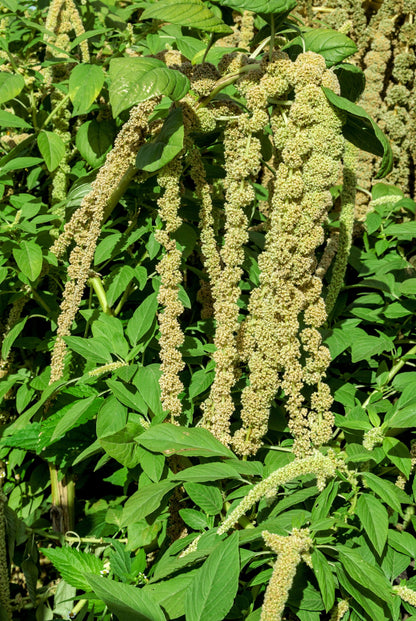 150 Amaranth's Green Tails (Amaranthus Caudatus) Seeds
