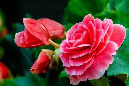 10 Bright Pink Double Begonia (Tuberosa Tuberous Begonia) Seeds