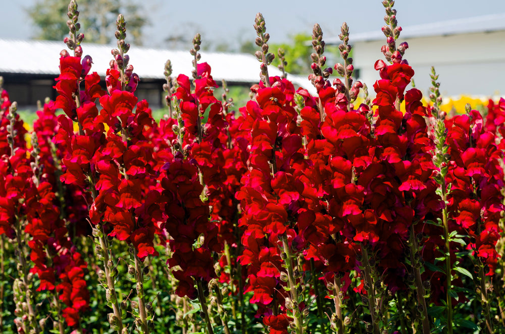 250 Ruby Red Snapdragon (Antirrhinum Majus) Seeds