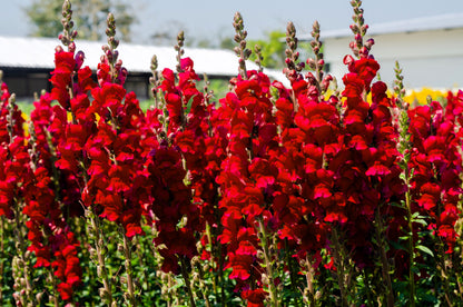 250 Ruby Red Snapdragon (Antirrhinum Majus) Seeds