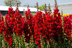 250 Ruby Red Snapdragon (Antirrhinum Majus) Seeds