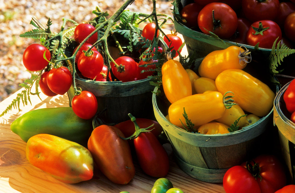 40 BANANA LEGS TOMATO Heirloom Yellow Lycopersicon Fruit Vegetable Seeds