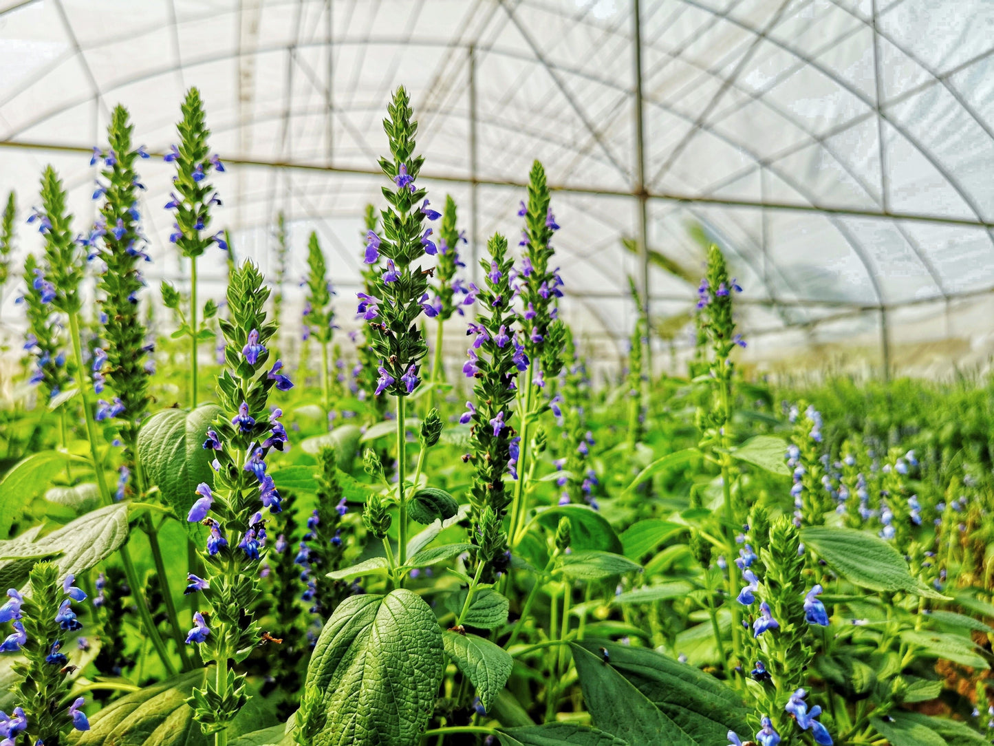 1000 Chia (Salvia Hispanica) Seeds