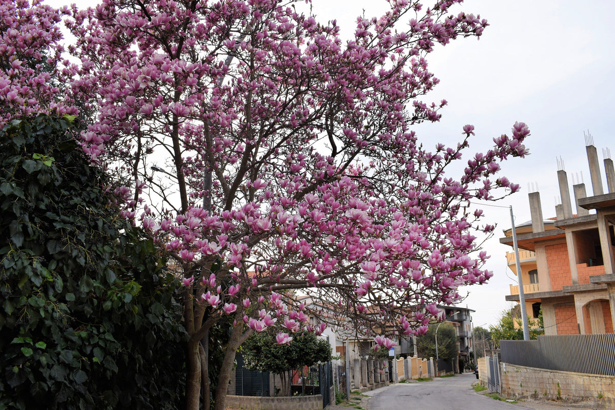 5 LILY MAGNOLIA Flower TREE Pink & Purple Fragrant Tulip Magnol Liliiflora Seeds