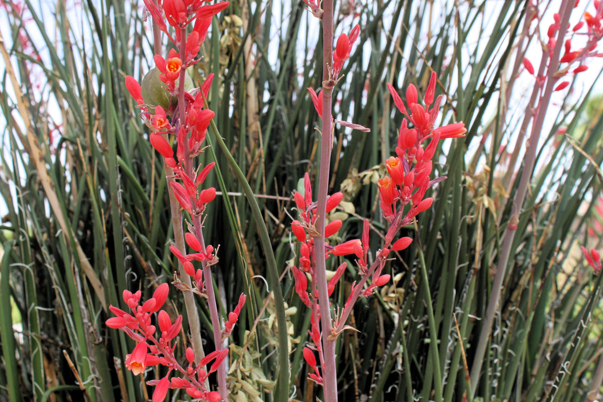 Red Yucca (Hesperaloe parviflora) Seeds – 1,000 ct