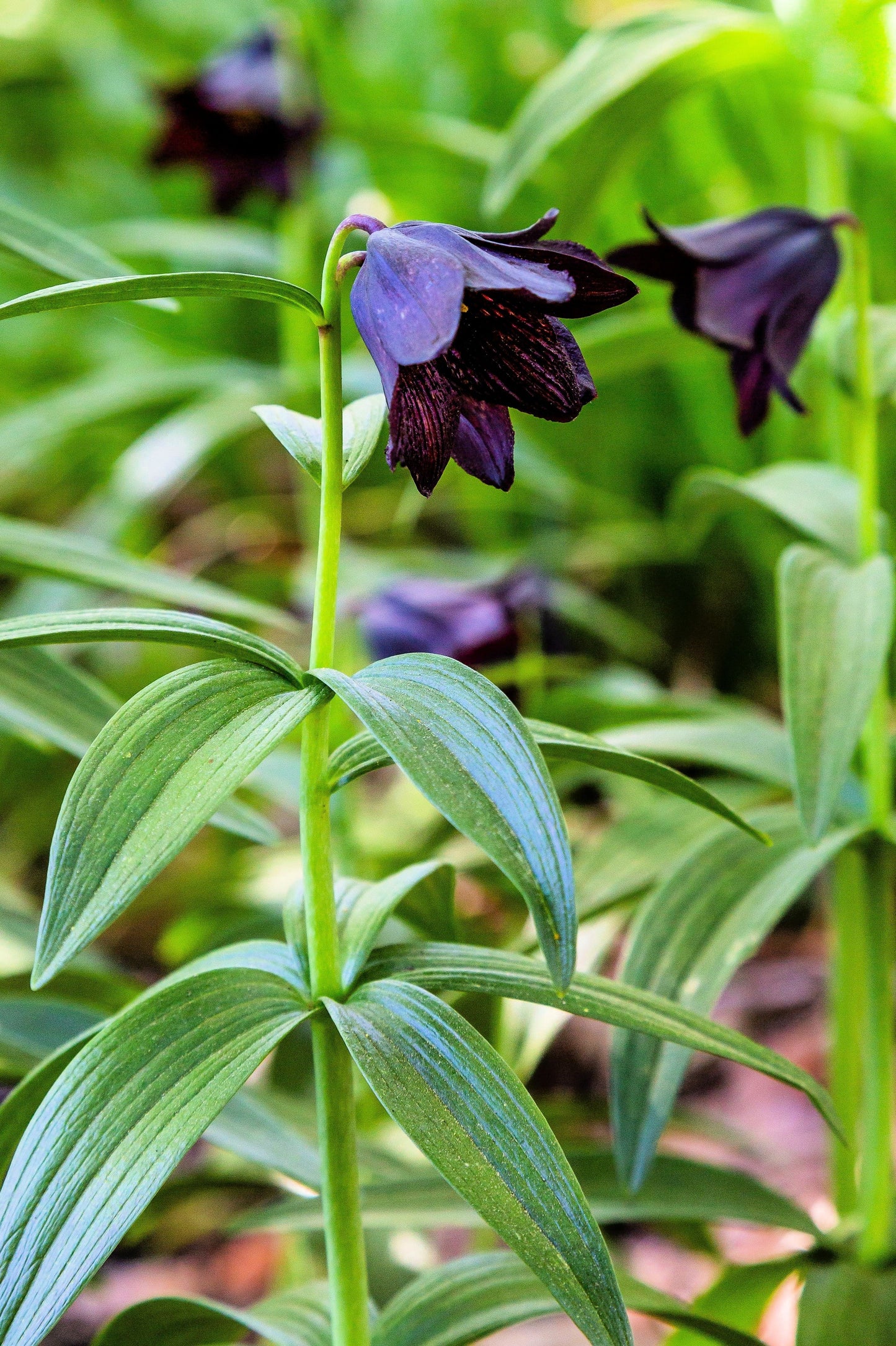 10 Chocolate Lily (Fritillaria Camschatcensis) Seeds