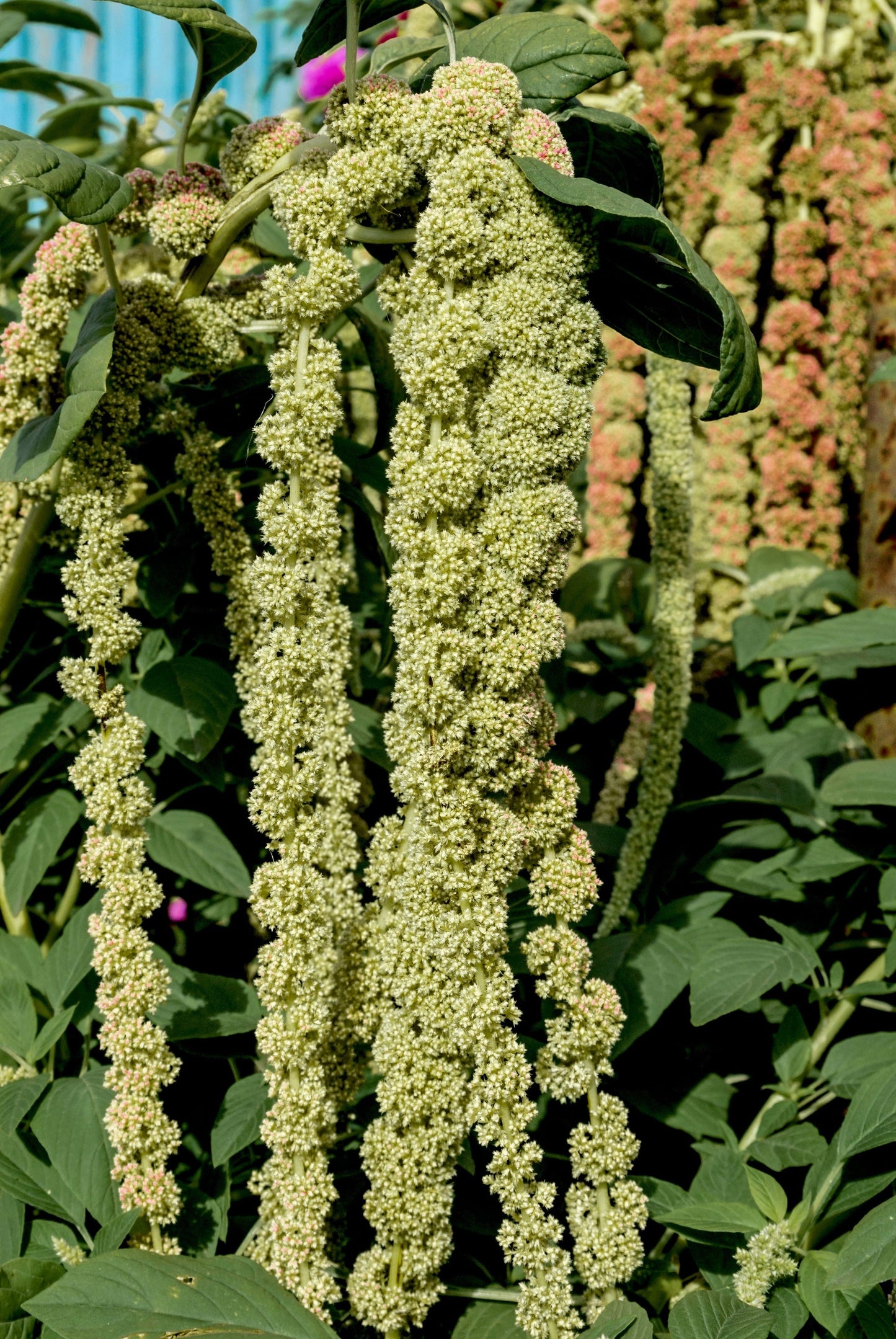 150 Amaranth's Green Tails (Amaranthus Caudatus) Seeds
