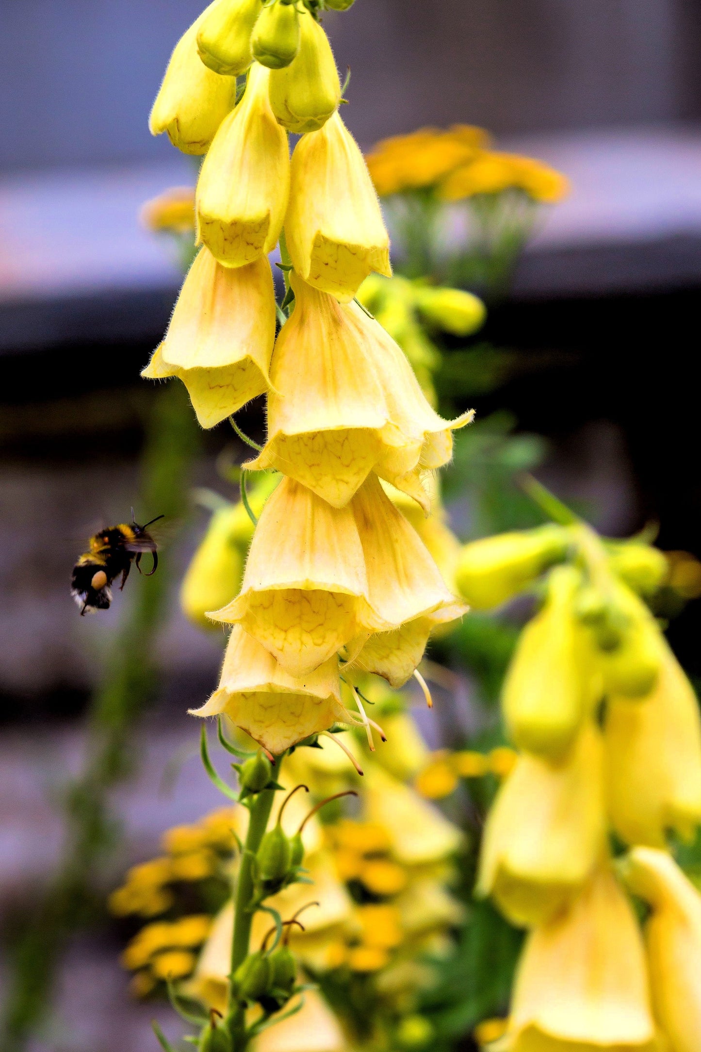 100 Yellow Foxglove (Digitalis Grandiflora) Seeds