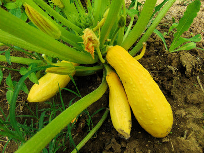 Early Prolific Straightneck Squash (Cucurbita pepo) Seeds – 50 ct