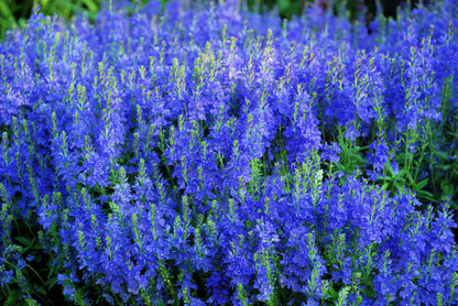 75 Royal Blue Speedwell (Veronica Austriaca Teucrium) Seeds