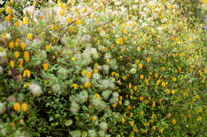 Radar Love Yellow Clematis (Clematis tangutica) Seeds – 10 ct