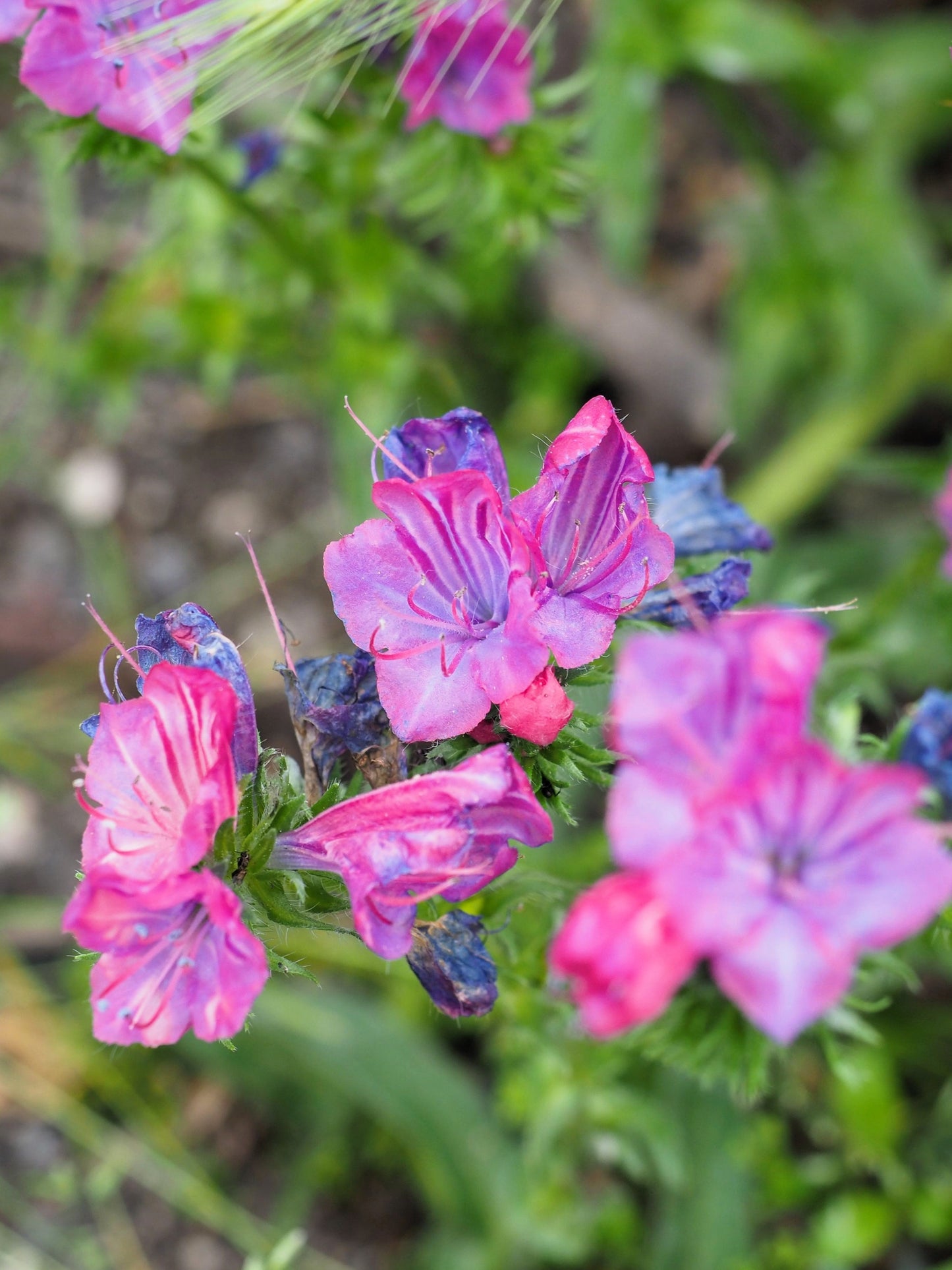 25 Rose Viper's Bugloss (Echium Plantagineum) Seeds