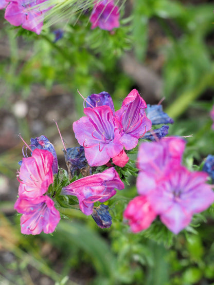 25 Rose Viper's Bugloss (Echium Plantagineum) Seeds