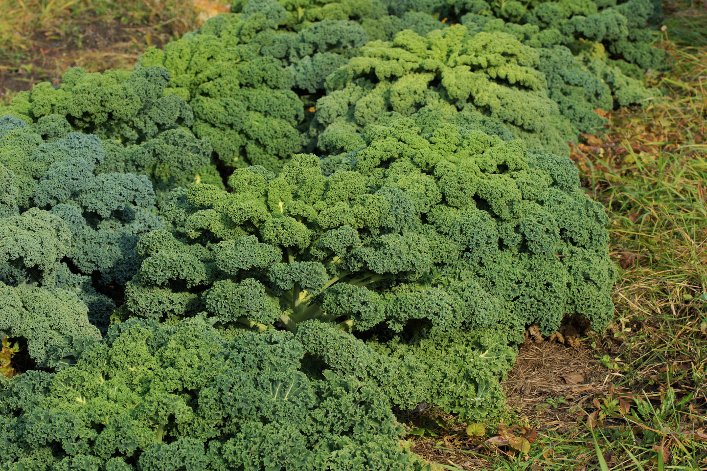 2500 Vates Blue Curled Kale (Brassica Oleracea) Seeds