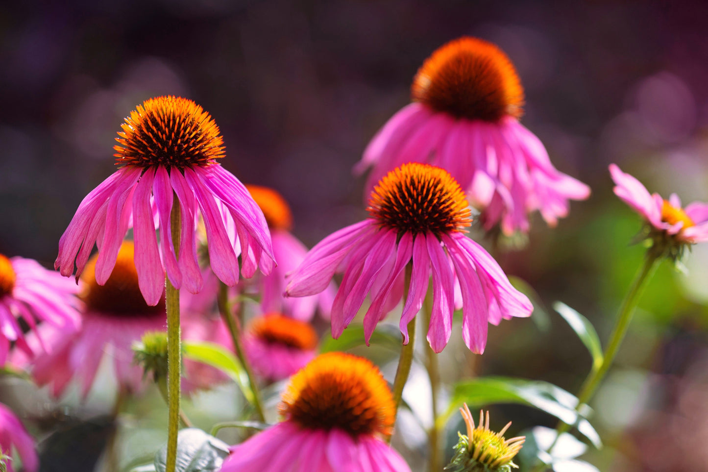 25 Echinacea Purpurea Bright Star Seeds