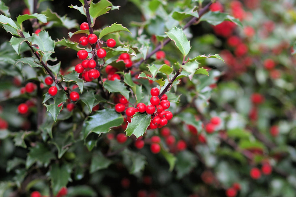 40 English Holly (Ilex Aquifolium) Seeds