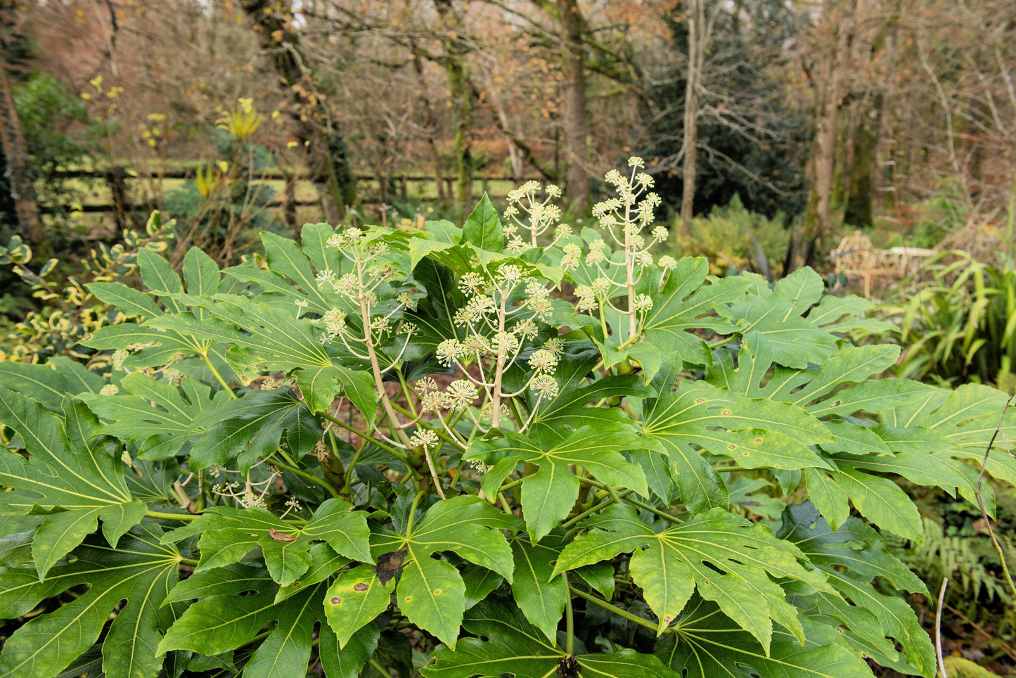 10 Japanese Fatsi (Fatsia Aralia Japonica) Seeds