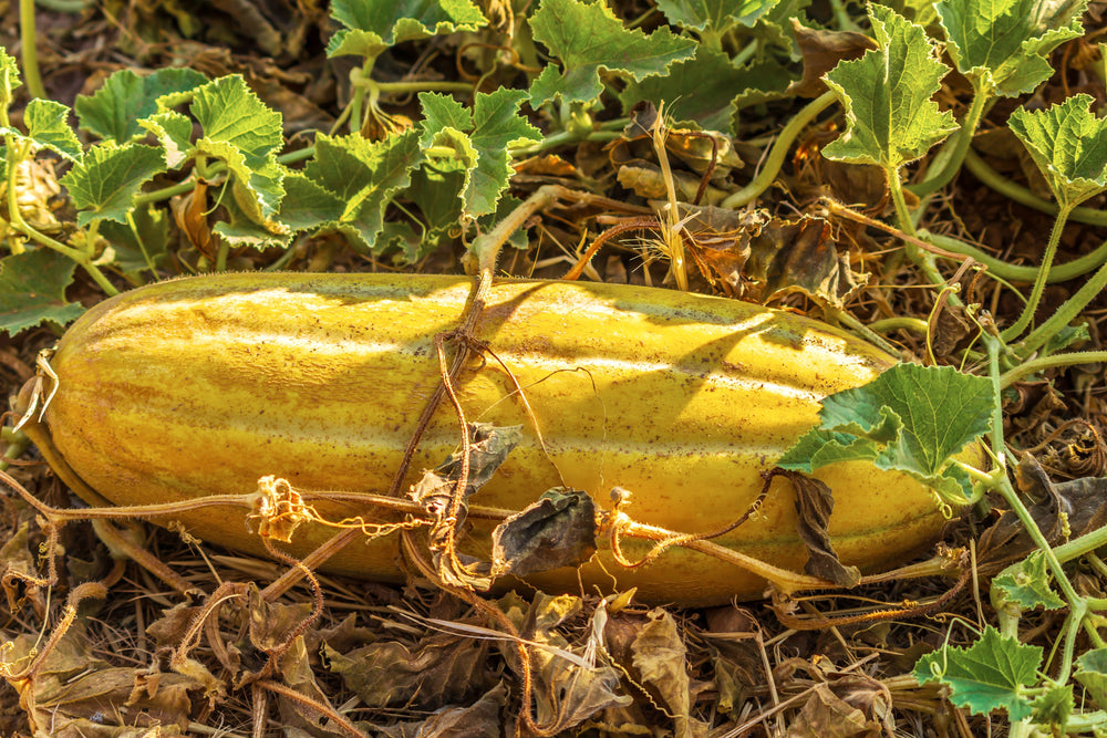 50 Banana Melon (Cucumis Melo) Seeds