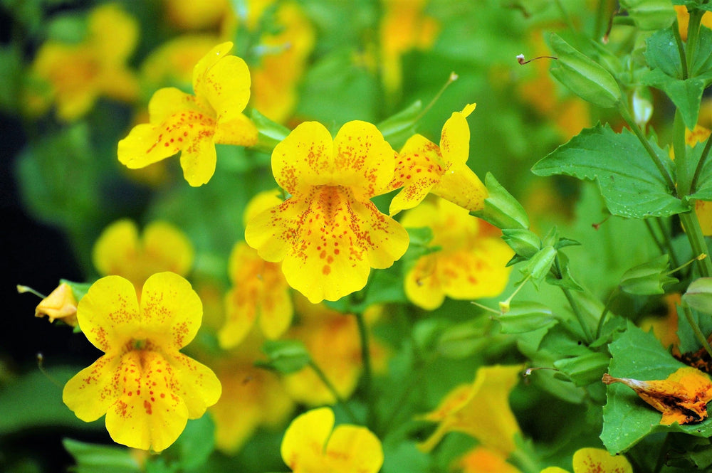 Yellow Monkey Flower (Mimulus guttatus) Seeds – 250 ct