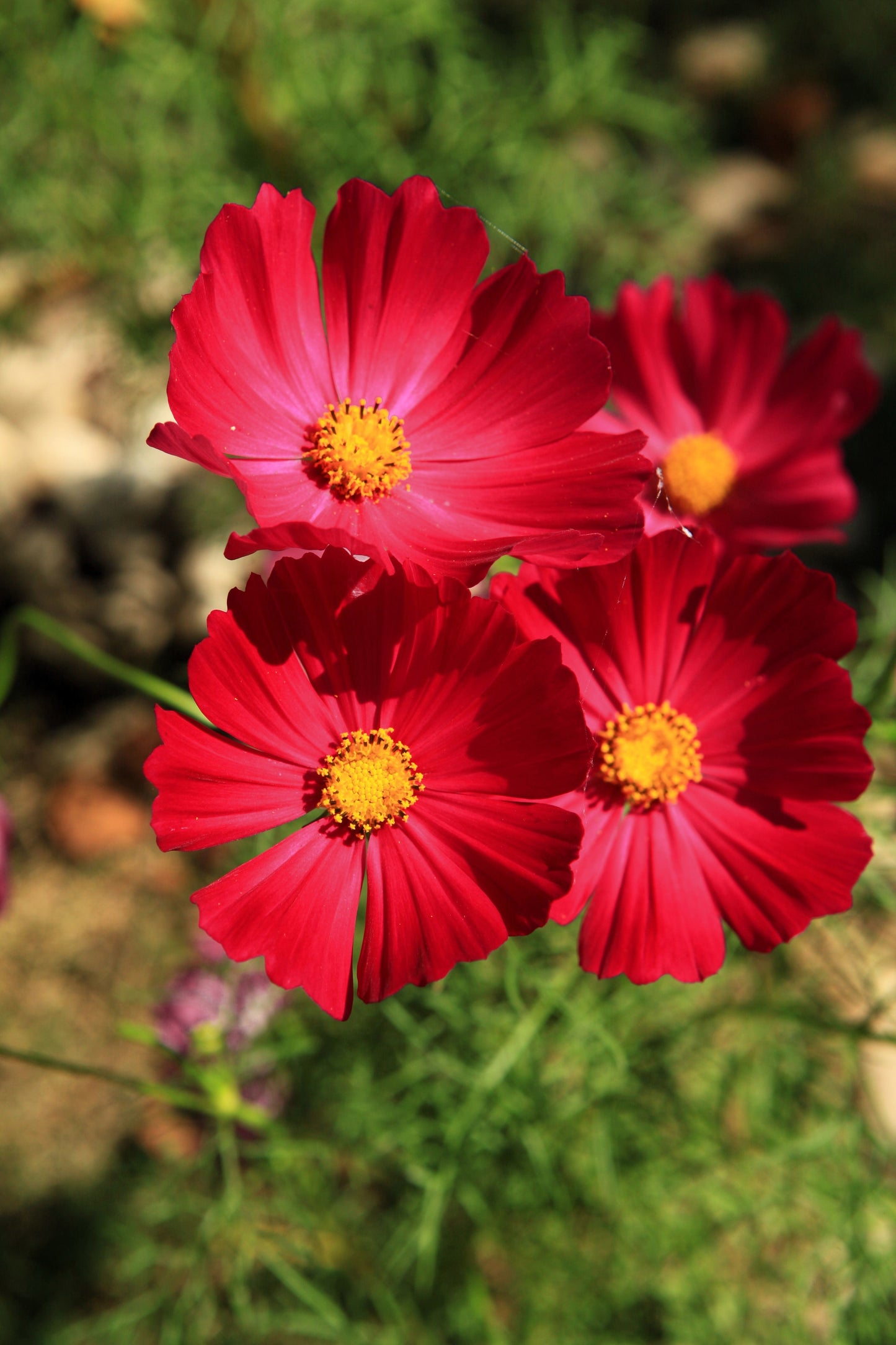 300 Cosmos Dazzler (Cosmos Bipinnatus) Seeds