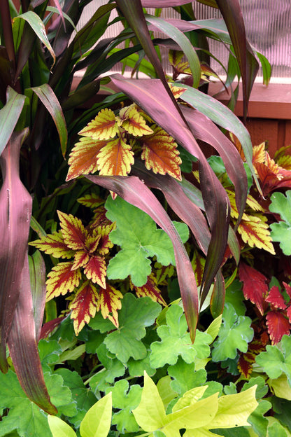 Red Jewel Millet (Setaria italica) Seeds – 25 ct