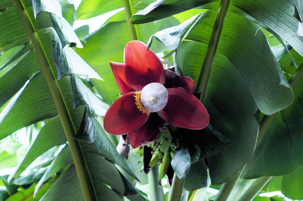 Plantain Banana (Musa balbisiana) Seeds – 5 ct