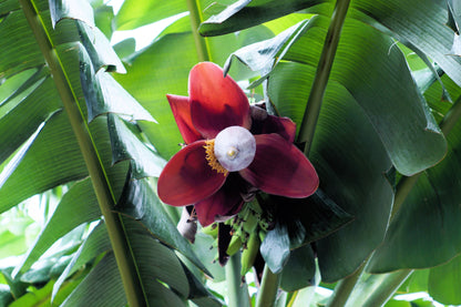 Plantain Banana (Musa balbisiana) Seeds – 5 ct