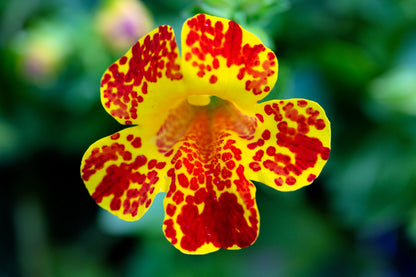250 Tiger Monkey Flower (Mimulus Tigrinus) Seeds
