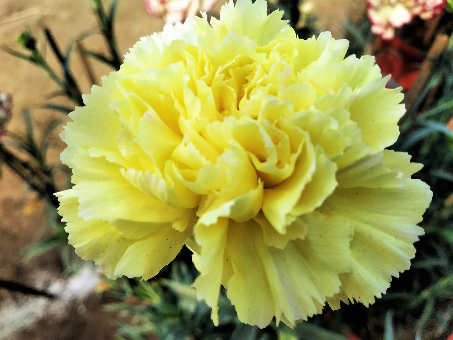50 Yellow Carnation (Dianthus Caryophyllus ) Seeds