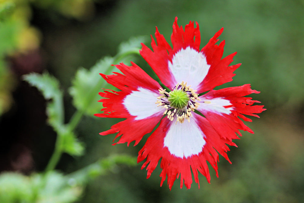 500 Danish Flag Poppy (Papaver Somniferum Danebrog) Seeds