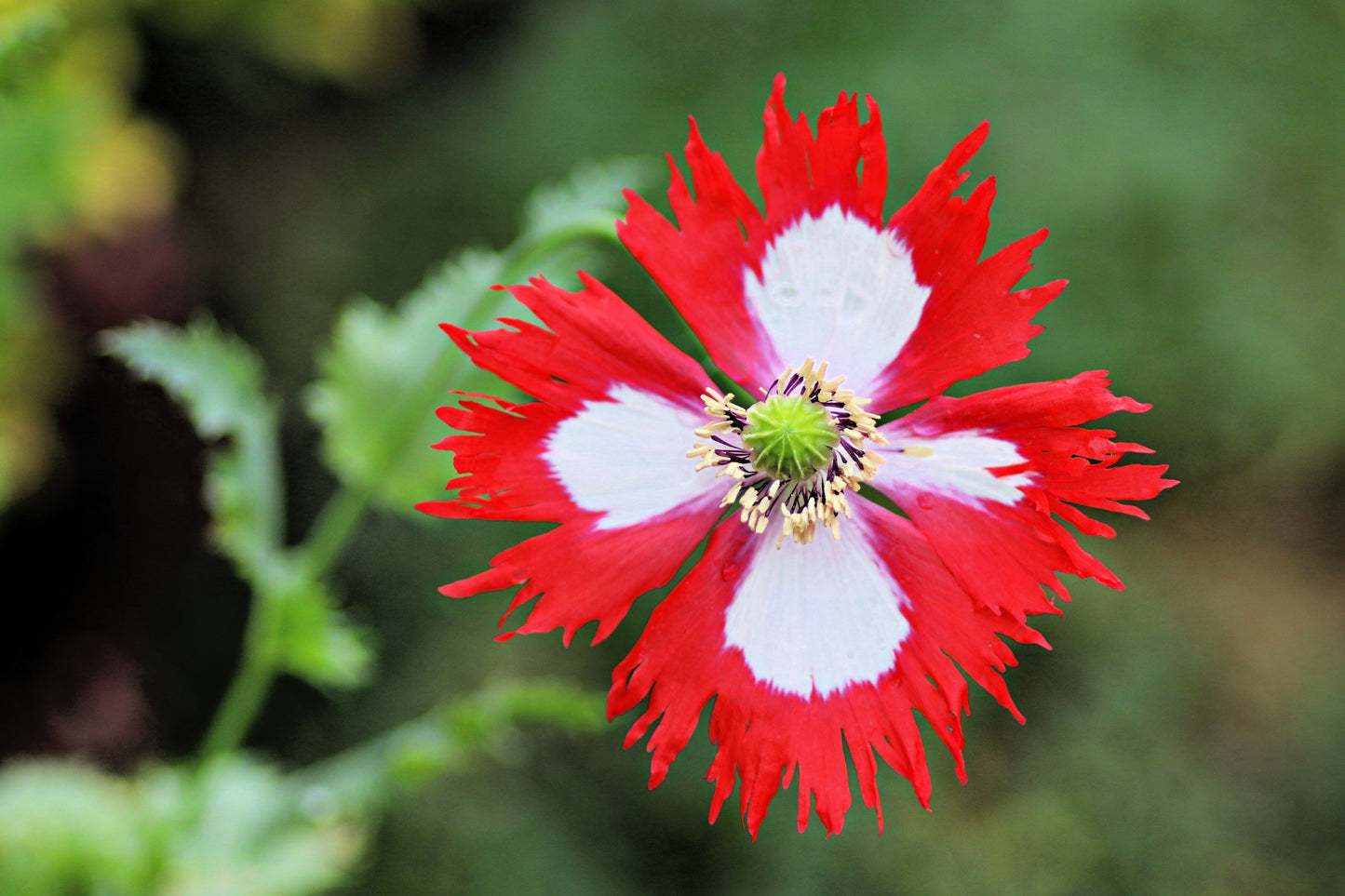 500 Danish Flag Poppy (Papaver Somniferum Danebrog) Seeds