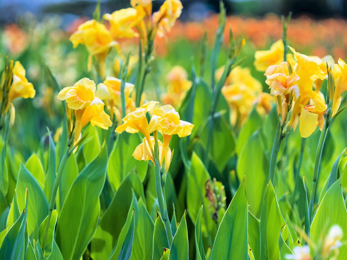 Yellow Canna Lily (Canna indica) Seeds – 5 ct