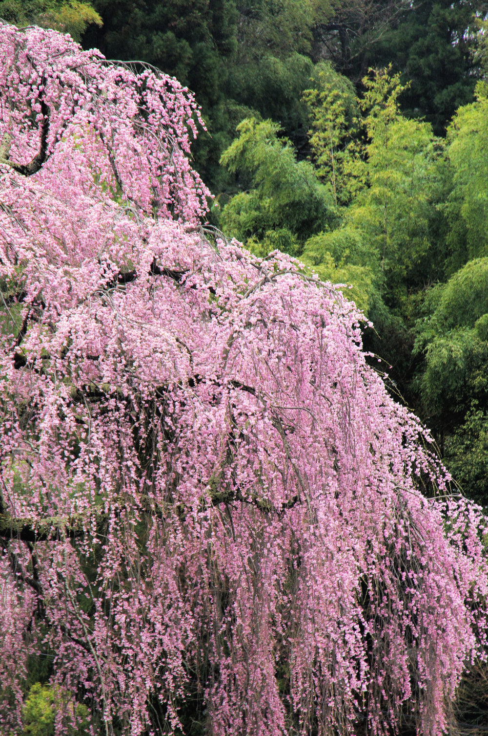 10 Weeping Higan Cherry Tree (Prunus Subhirtella Pendula) Seeds