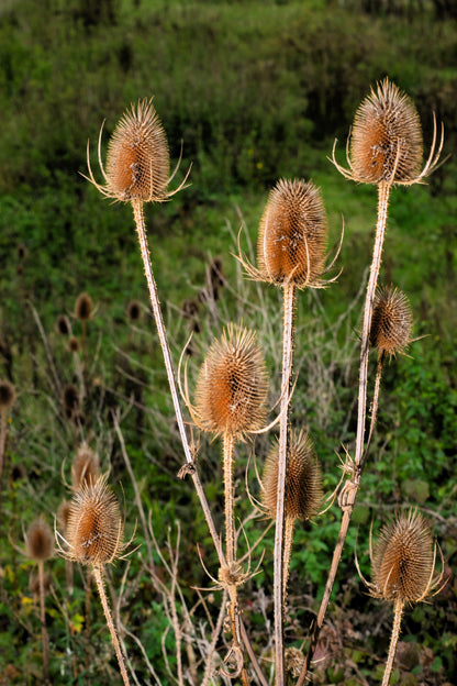 75 Fullers Teasel (Dipsacus Sativus) Seeds