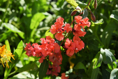 500 Elegant Clarkia (Clarkia Elegans) Seeds