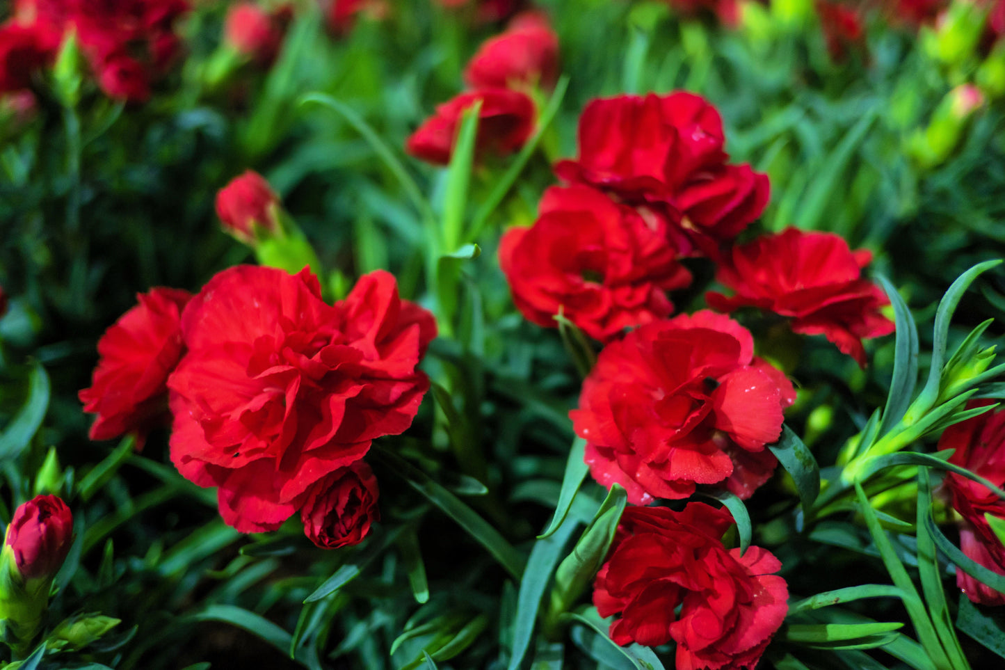 50 Scarlet Carnation  (Dianthus Caryophyllus Grenadin) Seeds