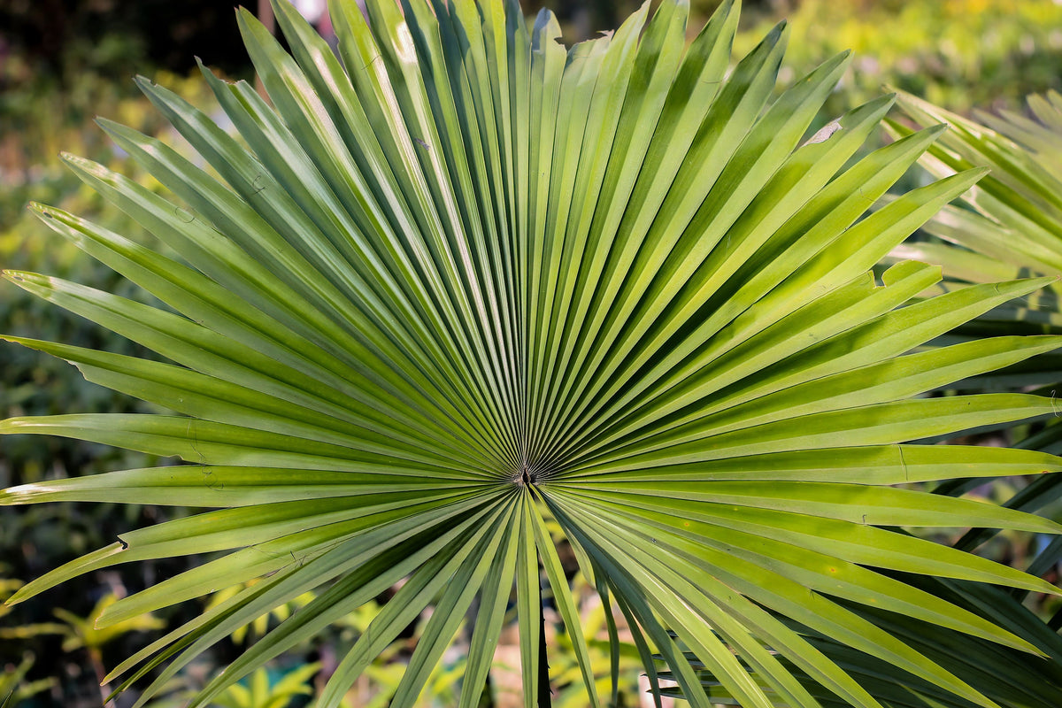 Green Saw Palmetto (Serenoa repens) Seeds – 5 ct