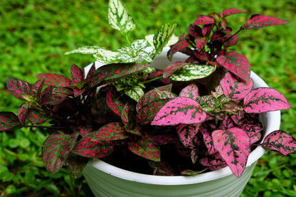 10 Polka Dot Plant (Hypoestes Phyllostachya) Seeds
