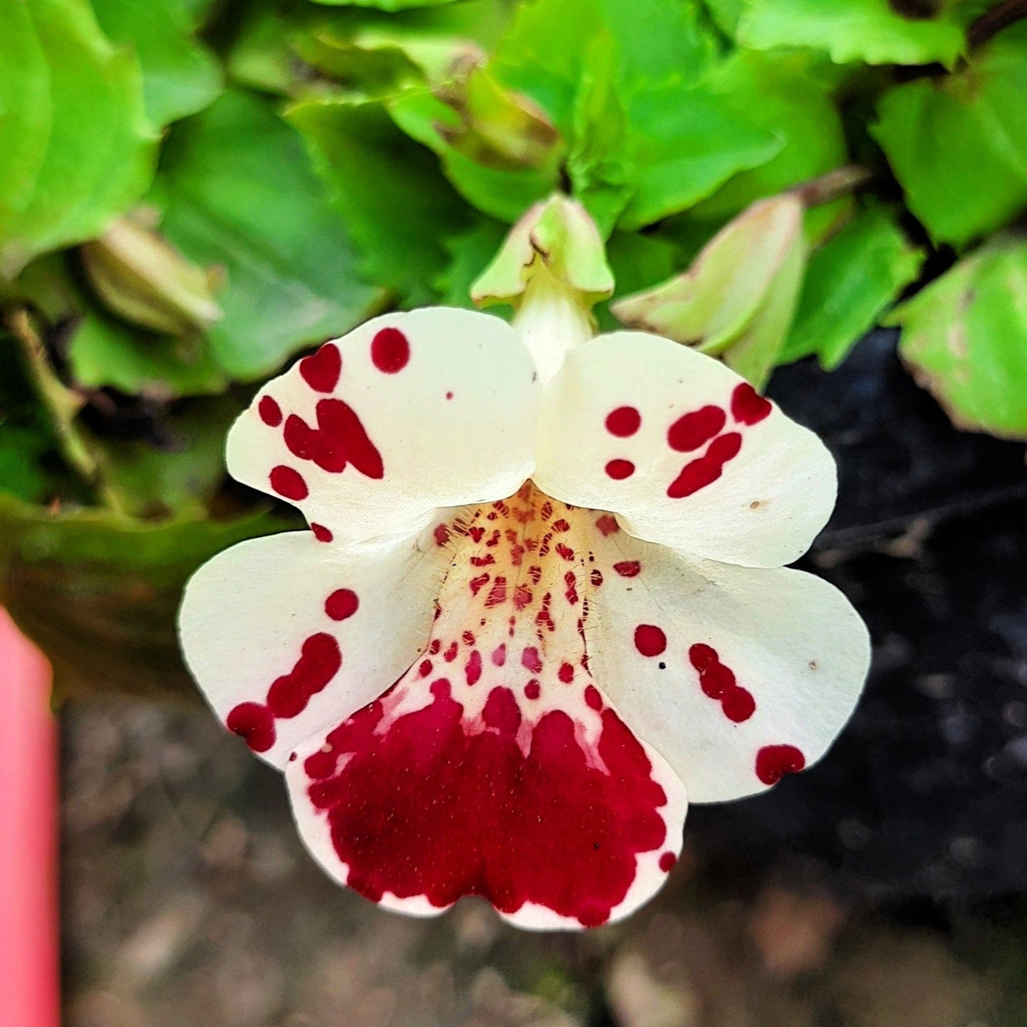 250 Tiger Monkey Flower (Mimulus Tigrinus) Seeds