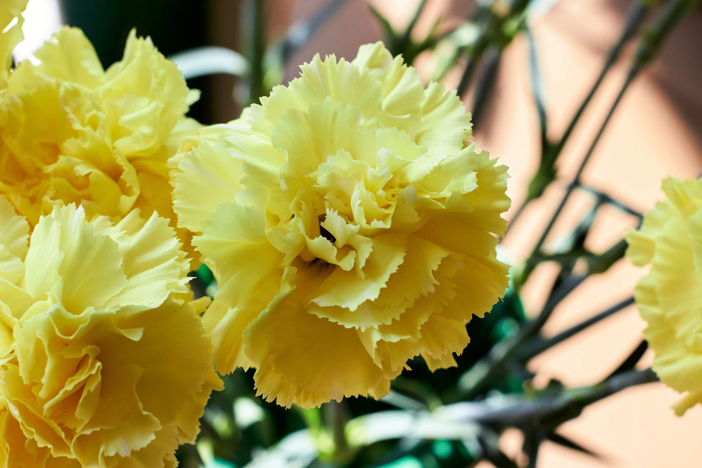 50 Yellow Carnation (Dianthus Caryophyllus ) Seeds