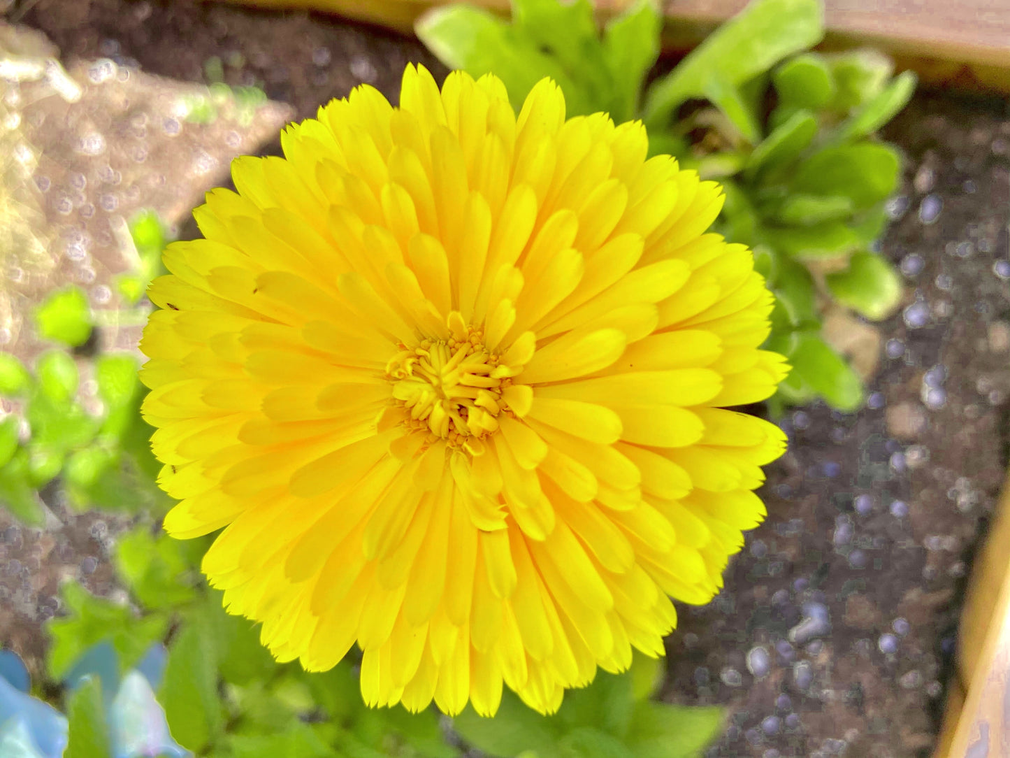 500 PAcific Beauty Marigold (Calendula Officinalis) Seeds
