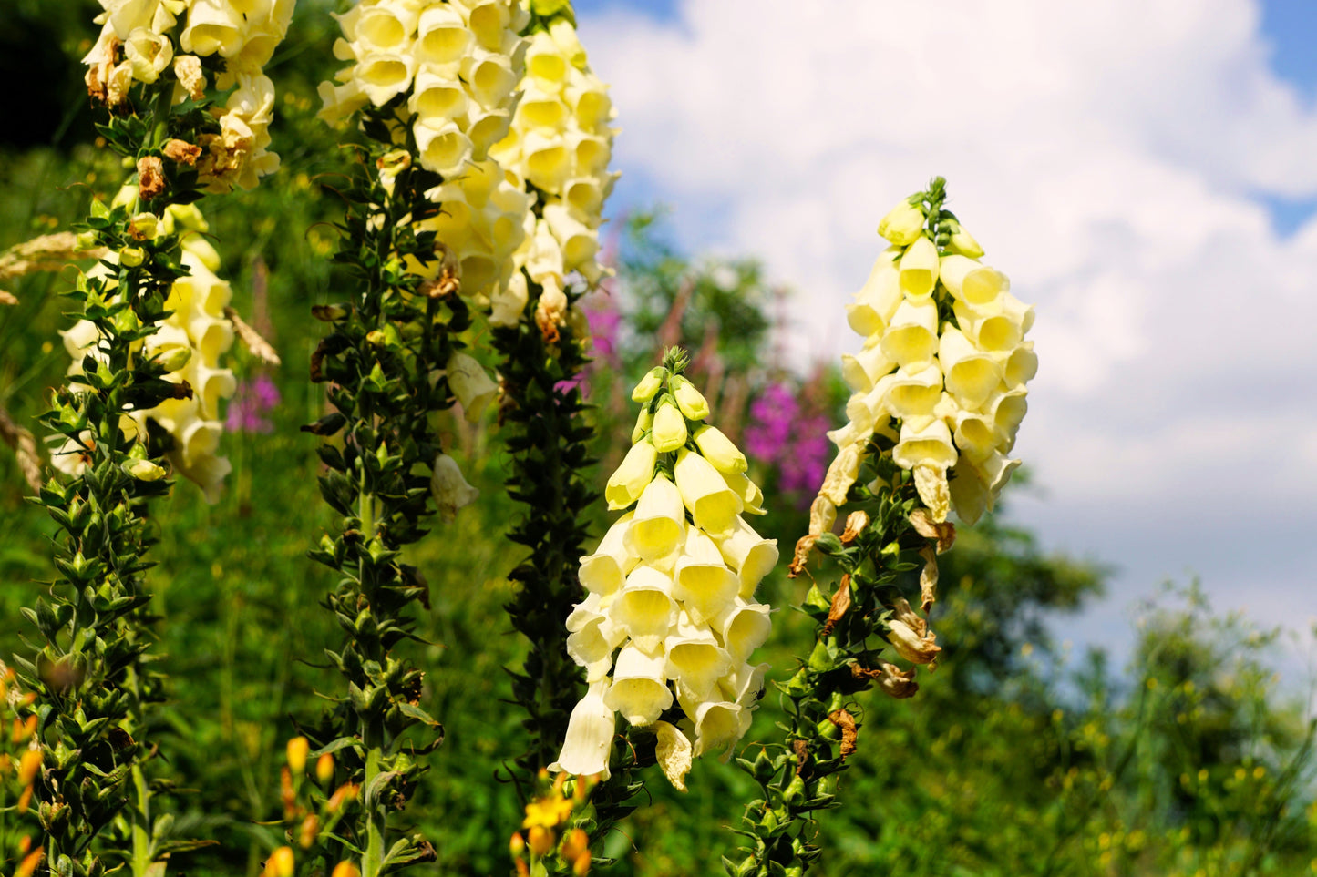 100 Yellow Foxglove (Digitalis Grandiflora) Seeds