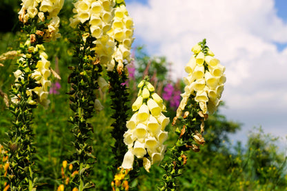 100 Yellow Foxglove (Digitalis Grandiflora) Seeds