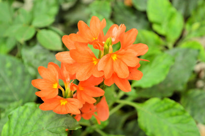 10 Orange Marmalade Crossandra (Crossando Infundibuliformis) Seeds